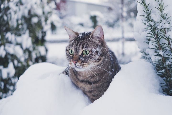 A striped gray cat in the snow